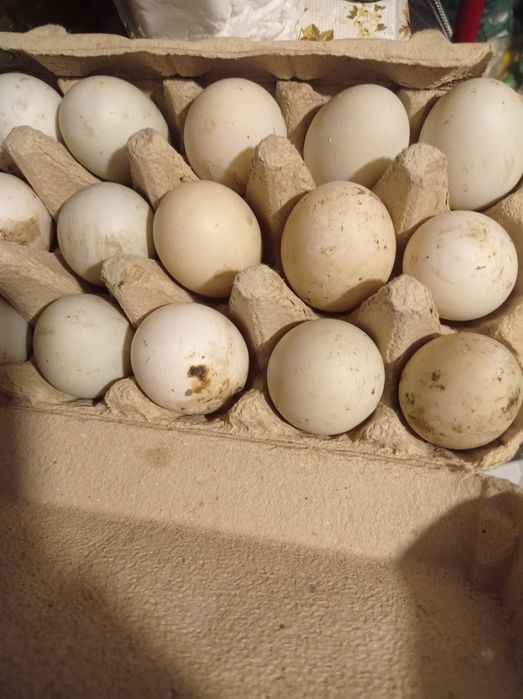 Ouă de rațe indiene