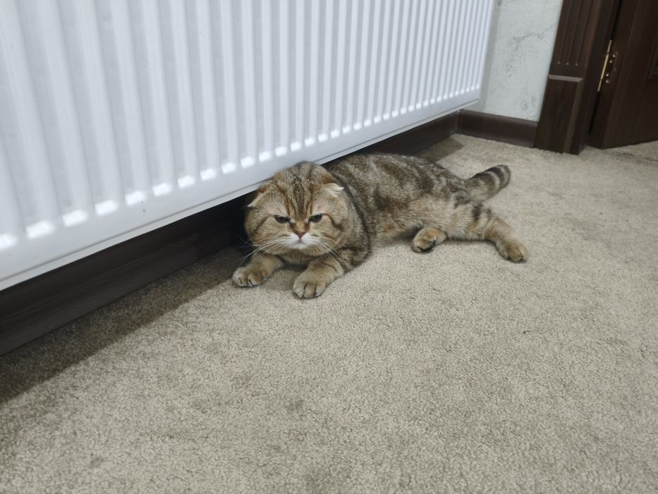 Vyazka nasil olishga