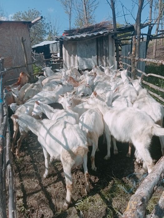 Vând capre boțești jud Vaslui ,rasă saanen