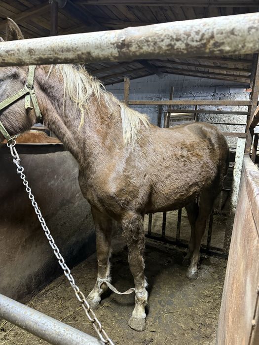 Байтал крупная с откорма