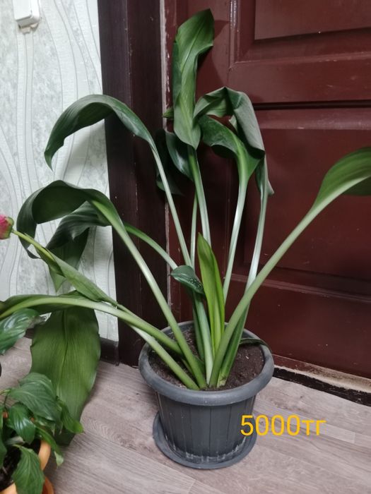 Цветы декларативный