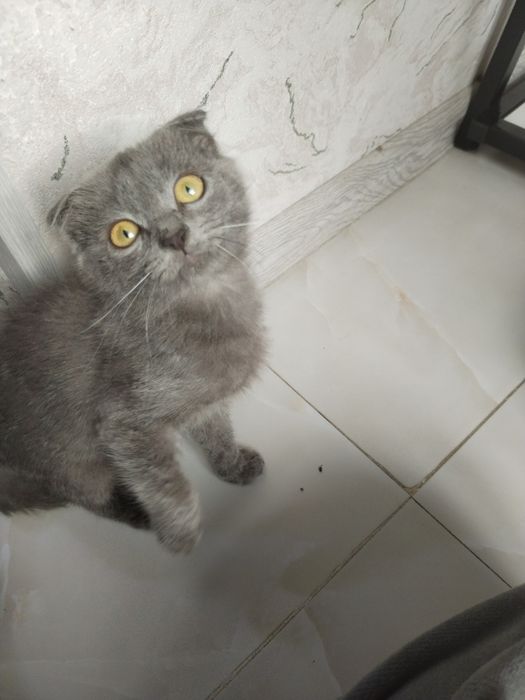 Скотиш Фолд мальчик