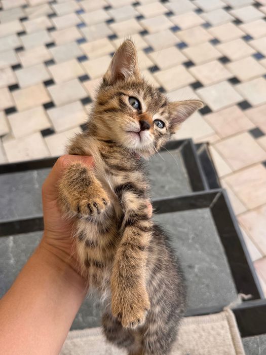 Отдам котят в хорошие руки.                                         .