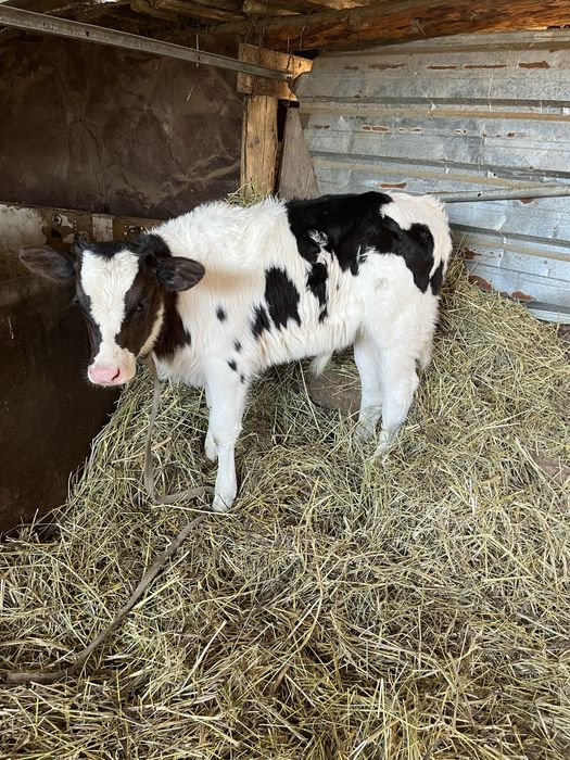 Продам теленок бычок