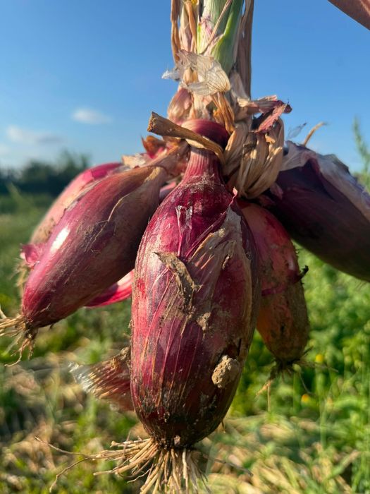 Ceapă de apă /Ceapa roșie