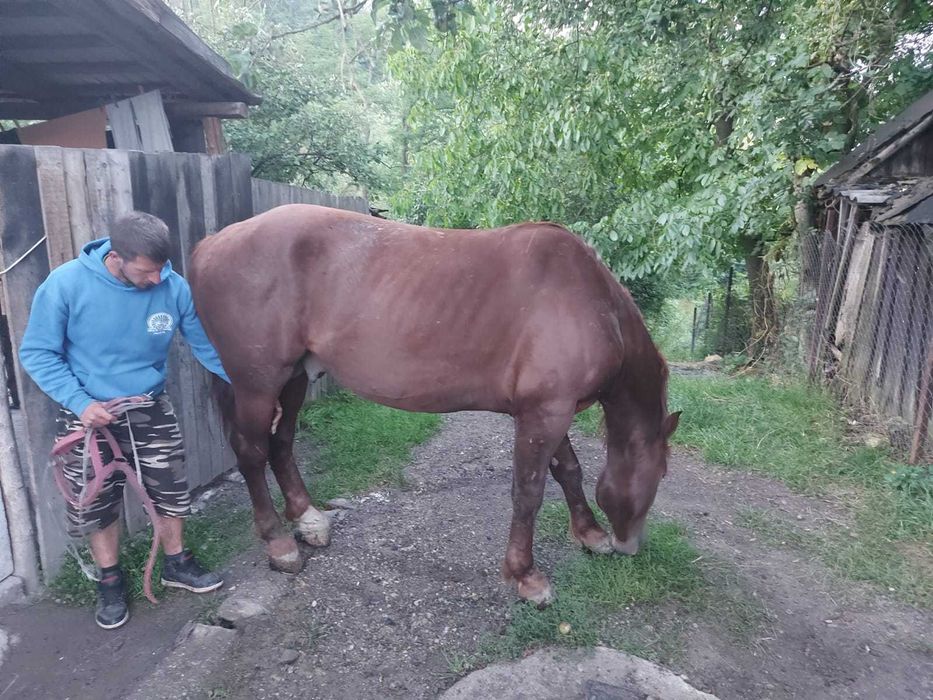 Animale  domestice