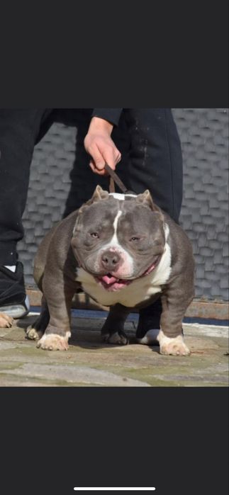 ТОП Реални ПОКЕТ Американско були / Трицветни