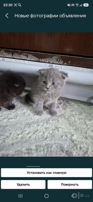 Продаются котята