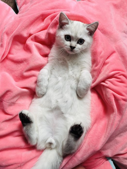 Шотландско таби момченца