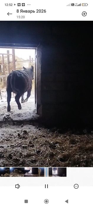 Продам тёлок Абердин Ангусы годовалые