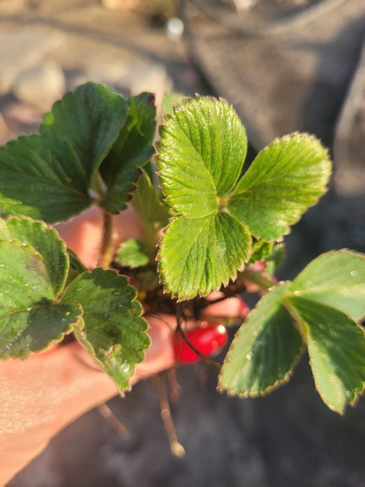 Продаётся  рассада