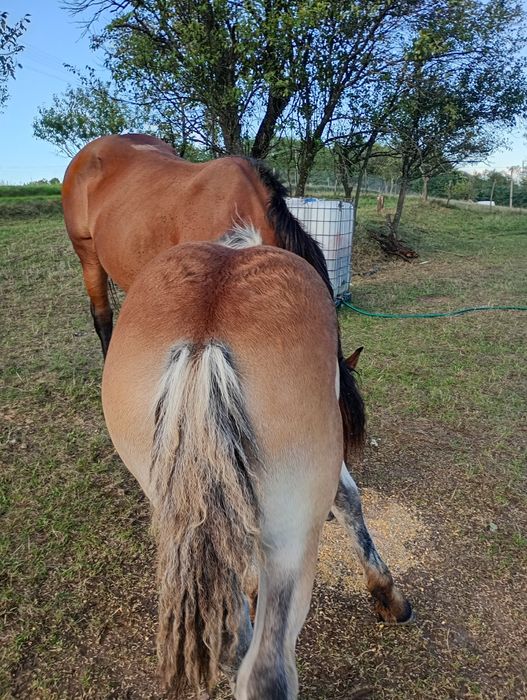 Vând mânz de 5 luni