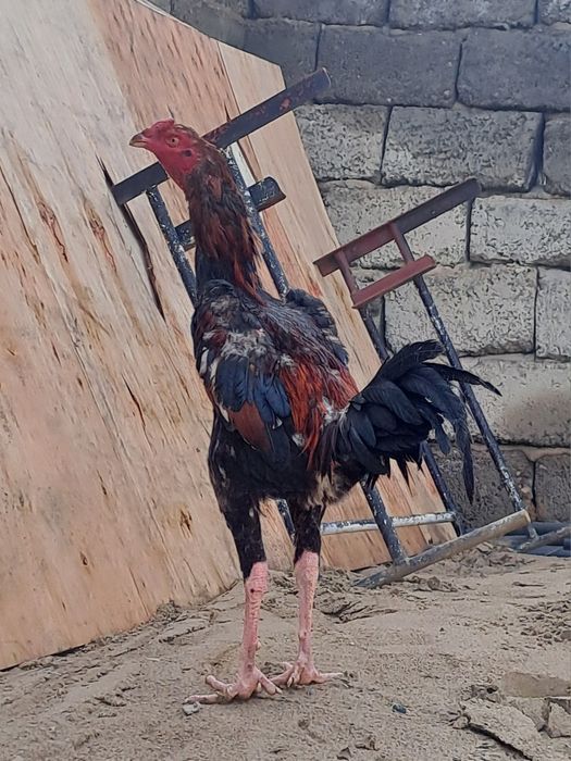 Бойцовский дакан