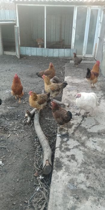 Петухи и курочки