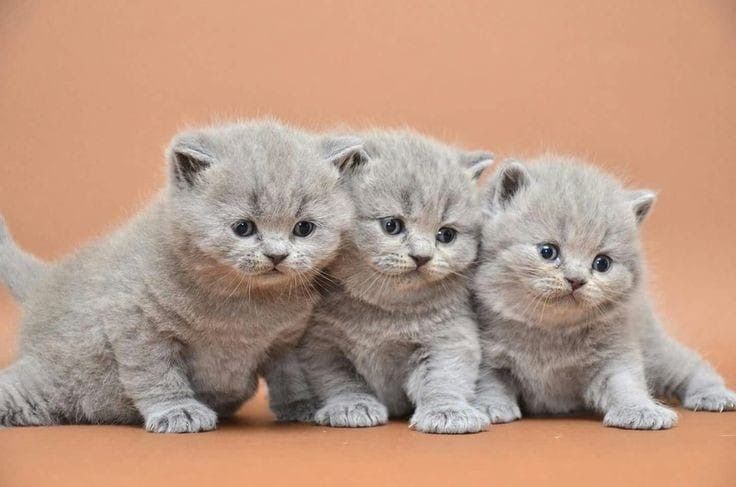 Продам породистых котят