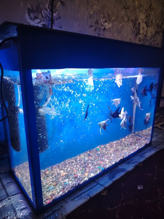 Akvarium komplekt 35 Litr