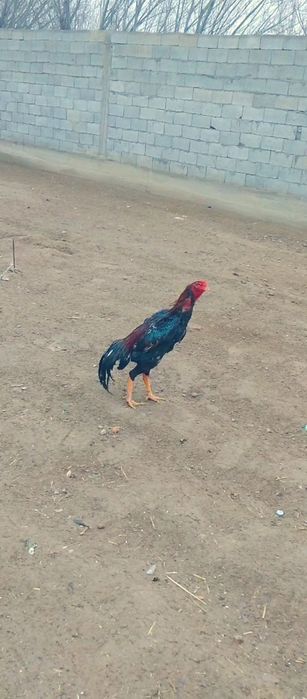 Dakan jojamiz sotiladi