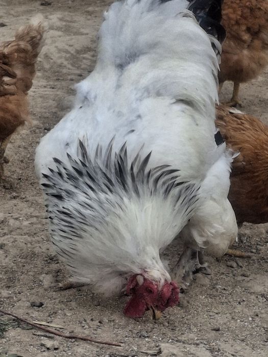 Брама кораз сатылады