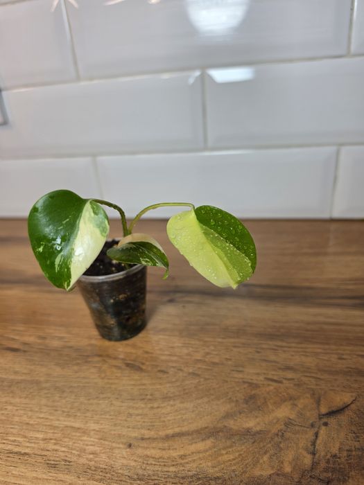 Монстера крем чиз (Monstera 'Cream Cheese')