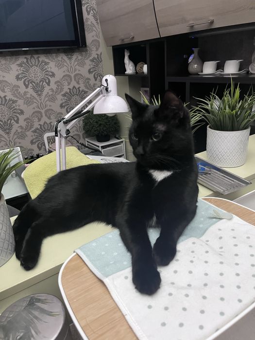 Отдам кошечку в добрые руки