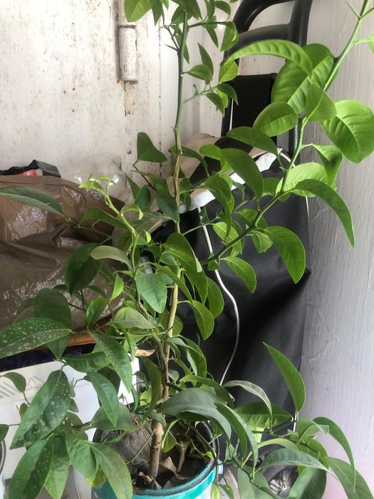 мандариновое деревце