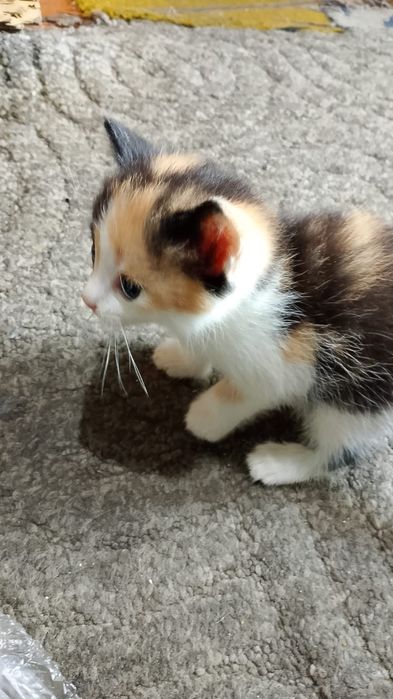 Отдам в добрые руки котят.