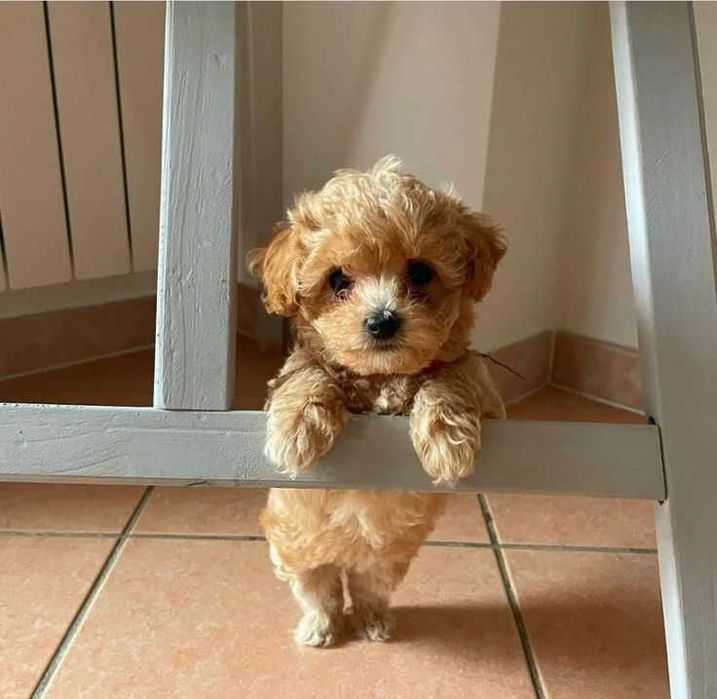 Fetita Mininunata Maltipoo Toy Mini