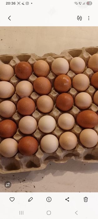 Oua de casă disponibile