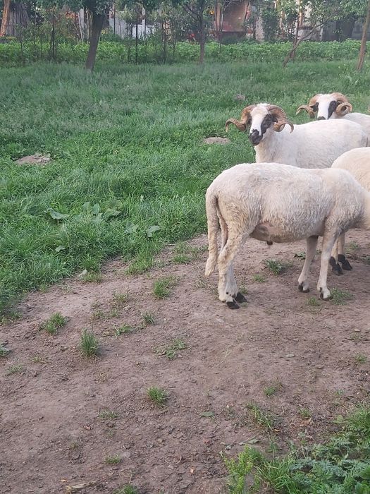 Berbeci brezi de Hateg