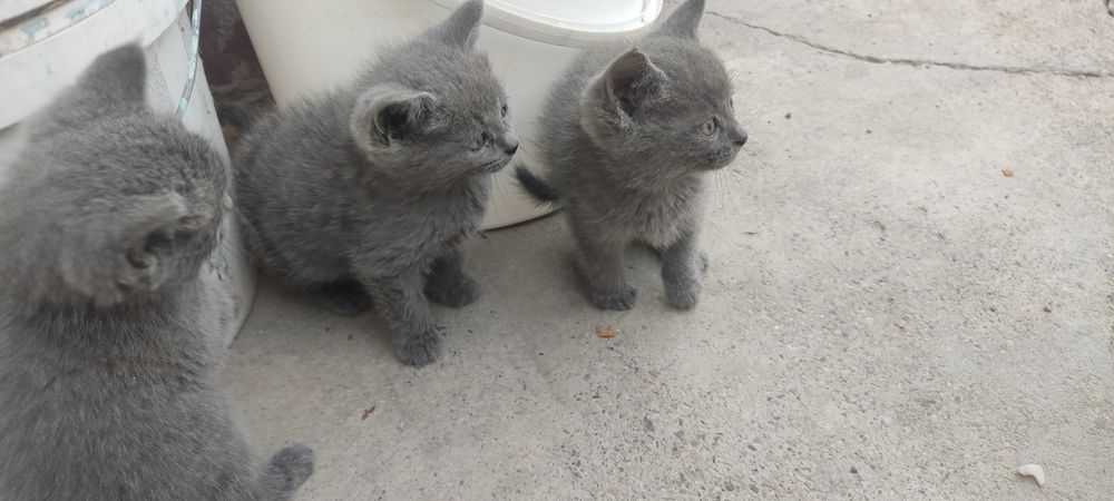 Котята хорошие красивые.