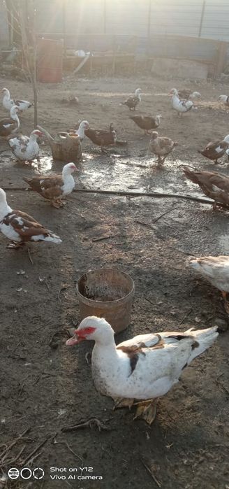 Продам индоуток.