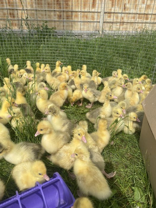 Продам гусят недельные