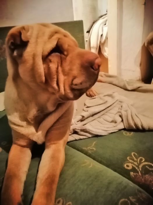 Щенки шарпея бронь