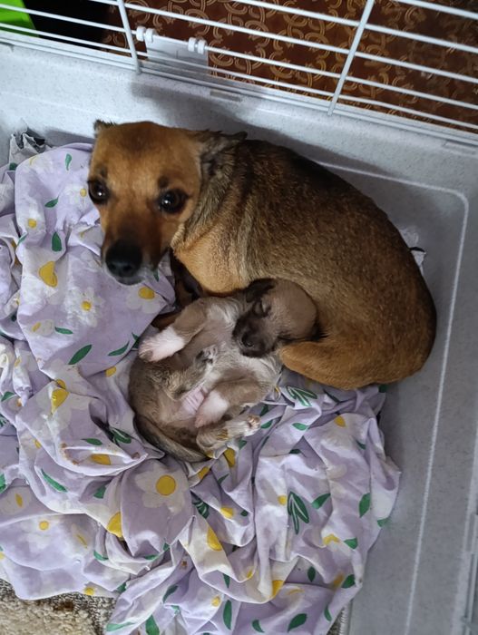 Продаётся собака той терьер!