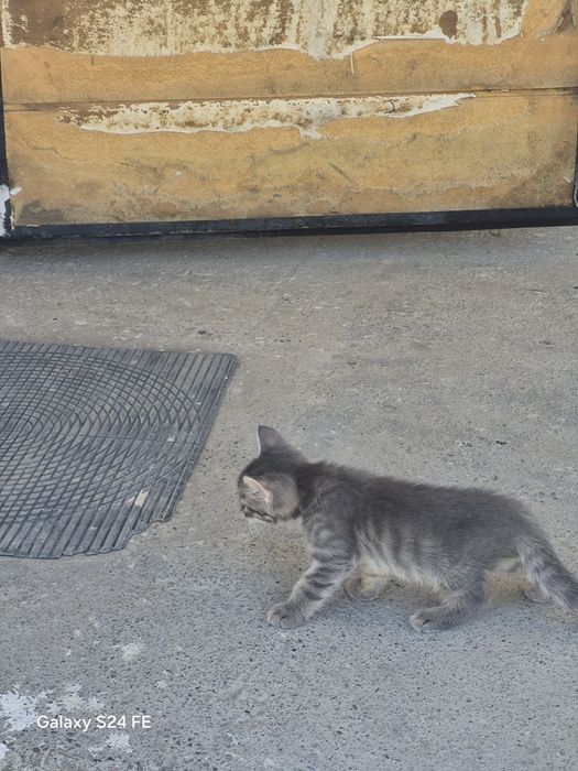 Котенок отдам 1 штук