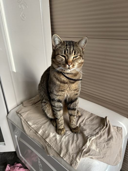 Отдам взрослого кота- мышелова