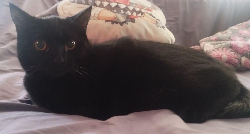 Отдам котенка девочка