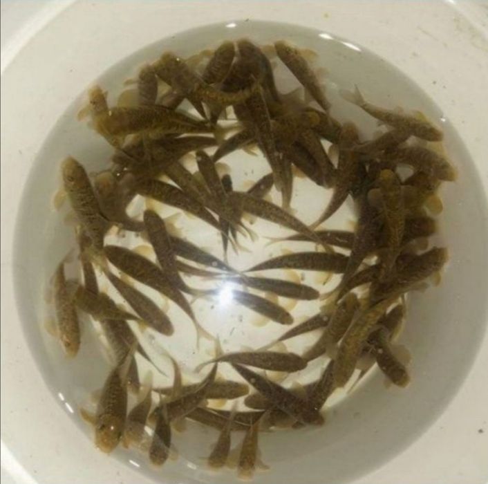 Рибки Гара Руфа Фиш Спа