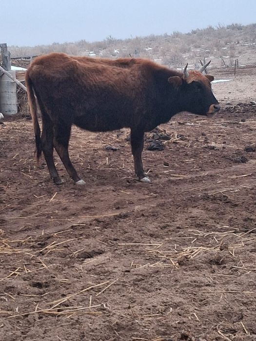 Сиыр,қашар,баспақтар саудасы бар