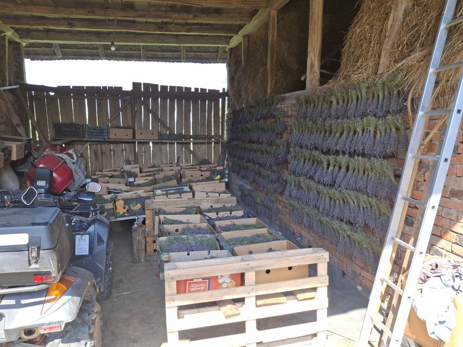 Vand lavanda buchete cu livrare