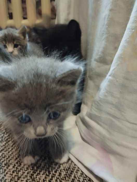 Отдам котят очень красивых