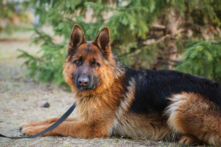 Кобель немецкой овчарки Вязка