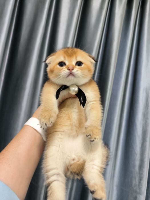 Котята от правильной вязки