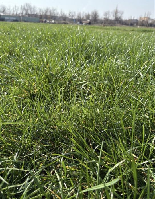 Рулонный газон жане газон егемыз