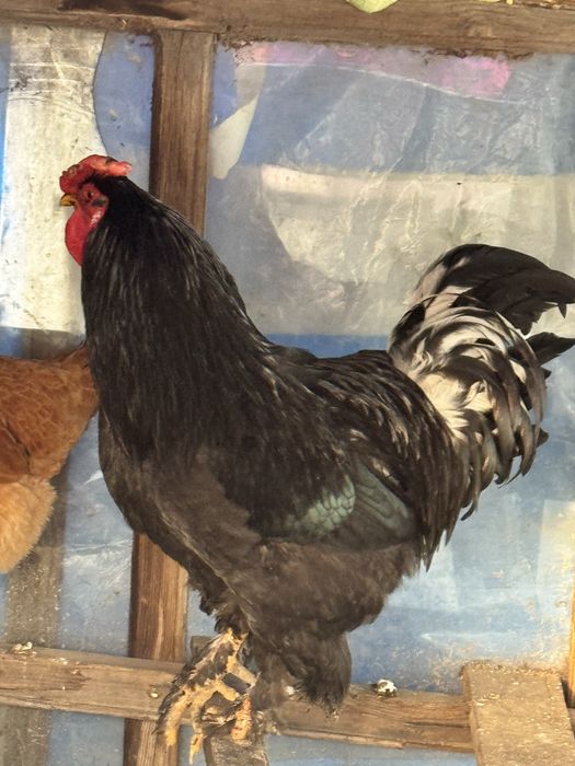 Продаеться петух красивый