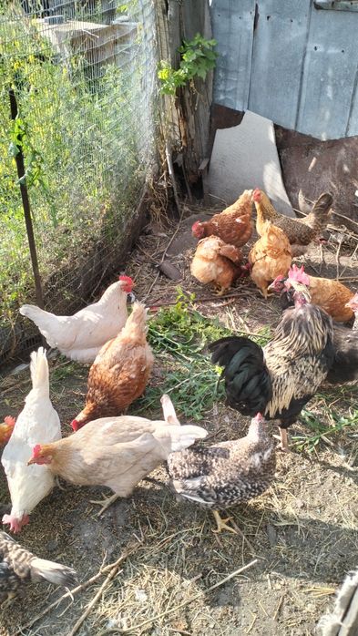 Продам домашних курей и Ломан Браун