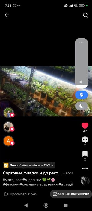 Излишки сортовых фиалок и торф