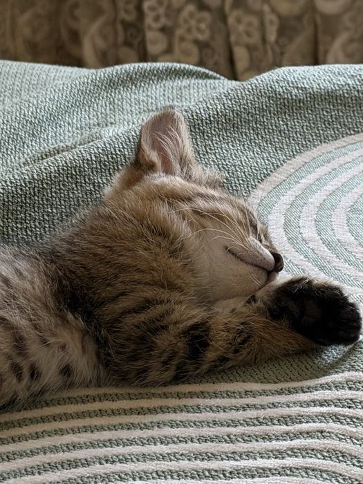 Котёнок-девочка ищет дом