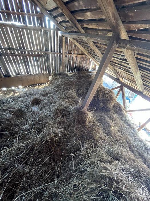 Fan / lucerna de vanzare