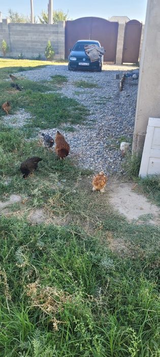 Продам куры ... домашних